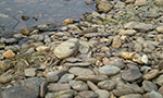 河卵石<a href='/zhishaji/' target='_blank'><u>制砂機</u></a>